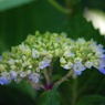 紫陽花