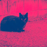 P.0603-1 The Cat(duo tone)