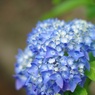 紫陽花
