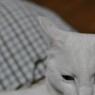 寝起き眼