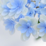 紫陽花日記１