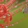 雨