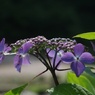 山紫陽花
