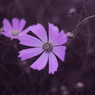 秋桜