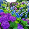 あじさいの里(1)