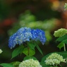 6月の紫陽花