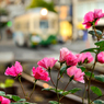 薔薇と路面電車
