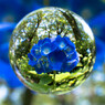 紫陽花玉（青）