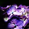紫陽花の・・・花は夜開く