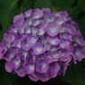 路地裏に咲く紫陽花