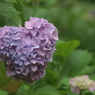 紫陽花ハート