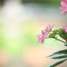 浜の神社の紫陽花三昧