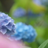 花色色々