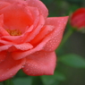 薔薇と雫