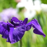 北山公園・菖蒲苑1