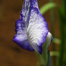 北山公園・菖蒲苑2