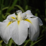 北山公園・菖蒲苑3