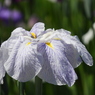 北山公園・菖蒲苑4