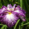 北山公園・菖蒲苑12