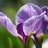 北山公園・菖蒲苑13
