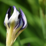 北山公園・菖蒲苑14
