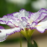 北山公園・菖蒲苑16