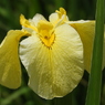 北山公園・菖蒲苑17