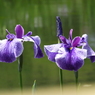 北山公園・菖蒲苑18