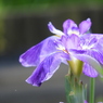 北山公園・菖蒲苑19