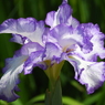 北山公園・菖蒲苑20