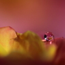 薔薇のため息