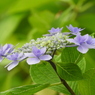 豊島園・額紫陽花9