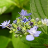 豊島園・額紫陽花8