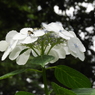 豊島園・額紫陽花10