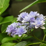 豊島園・額紫陽花6