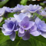 豊島園・額紫陽花5