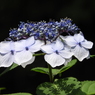 豊島園・額紫陽花4