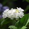 豊島園・額紫陽花3