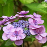 豊島園・額紫陽花2