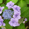 豊島園・額紫陽花1