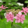 豊島園・額紫陽花11