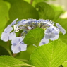 豊島園・額紫陽花12