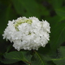 豊島園・額紫陽花14