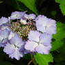 豊島園・額紫陽花17