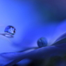 花びら濡れて夢一夜