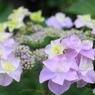 紫陽花　1