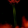 花焔