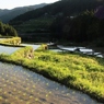 棚田