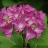 頼成の森　紫陽花