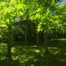 初夏　苔庭　Ⅱ